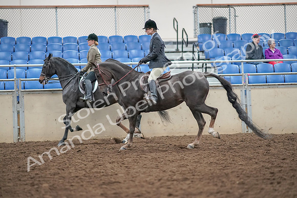 2019 Morgan Horse Show - Aug 30, 2019 - 20072