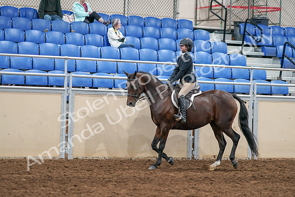 2020 - AB Morgan Horse - Sat, Sept 05 - 14257