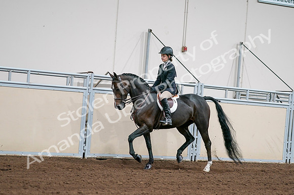 2020 - AB Morgan Horse - Fri, Sept 04 - 02018