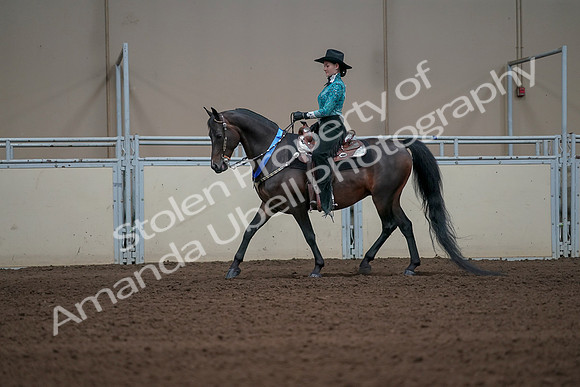 2019 Morgan Horse Show - Sept 01, 2019 - 07307