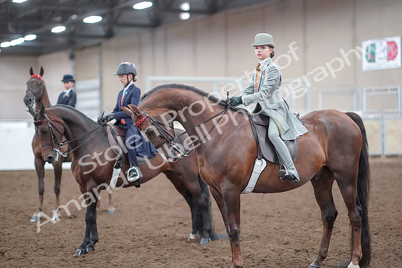2019 Morgan Horse Show - Aug 30, 2019 - 18190