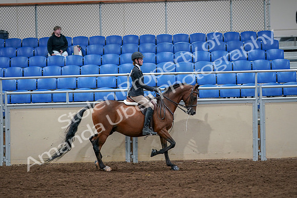 2020 - AB Morgan Horse - Fri, Sept 04 - 06135