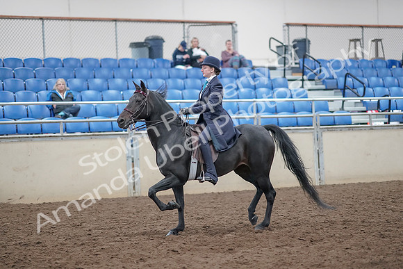 2019 Morgan Horse Show - Aug 31, 2019 - 18028