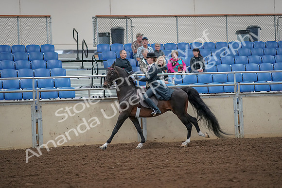 2019 Morgan Horse Show - Aug 30, 2019 - 25180