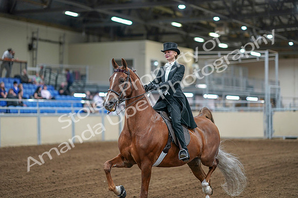 2020 - AB Morgan Horse - Fri, Sept 04 - 06991