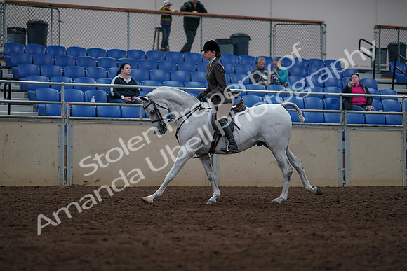 2019 Morgan Horse Show - Sept 01, 2019 - 08707