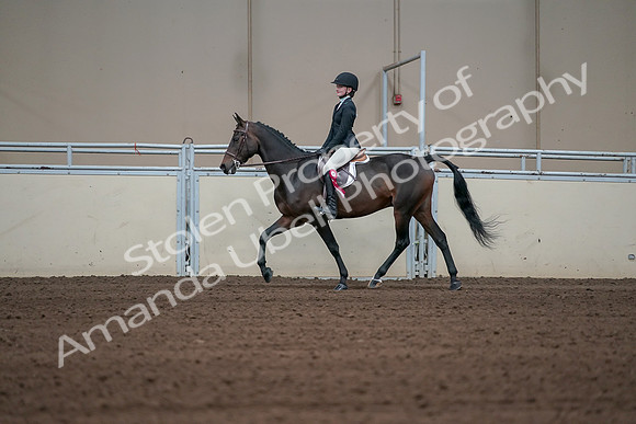 2019 Morgan Horse Show - Sept 01, 2019 - 03983