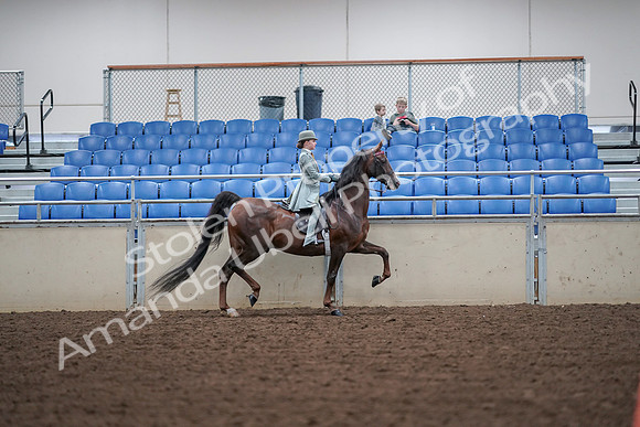 2019 Morgan Horse Show - Aug 30, 2019 - 18021