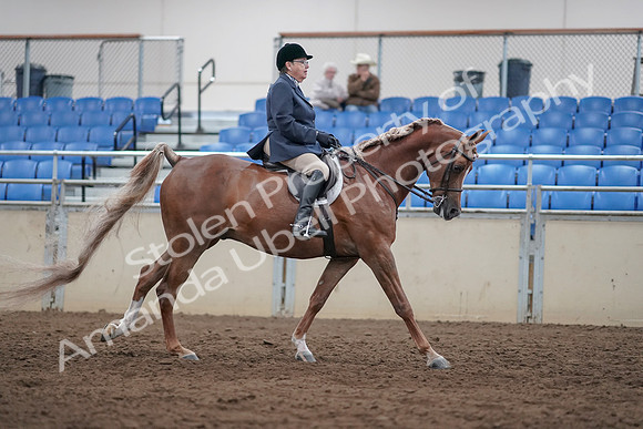 2019 Morgan Horse Show - Sept 01, 2019 - 08866