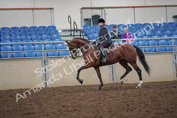 2019 Morgan Horse Show - Aug 30, 2019 - 20447