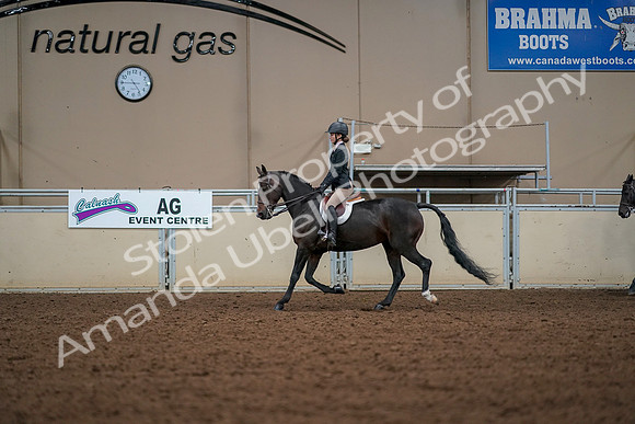 2019 Morgan Horse Show - Aug 30, 2019 - 23248