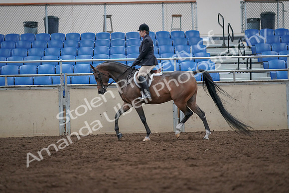 2019 Morgan Horse Show - Sept 01, 2019 - 08597