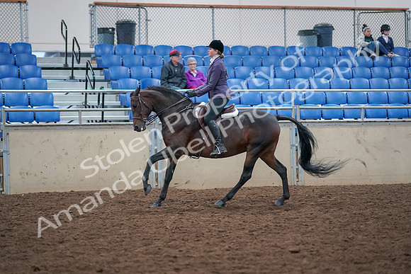 2019 Morgan Horse Show - Aug 30, 2019 - 20586