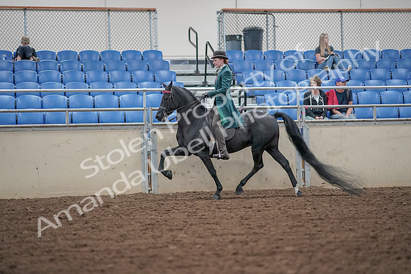 2019 Morgan Horse Show - Aug 30, 2019 - 15500