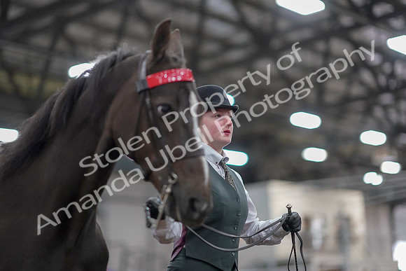 2019 Morgan Horse Show - Aug 31, 2019 - 02027