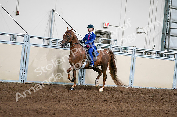 2020 - AB Morgan Horse - Fri, Sept 04 - 04957