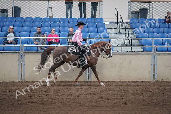 2019 Morgan Horse Show - Sept 01, 2019 - 07064