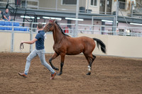 2020 - AB Morgan Horse - Sat, Sept 05 - 00530