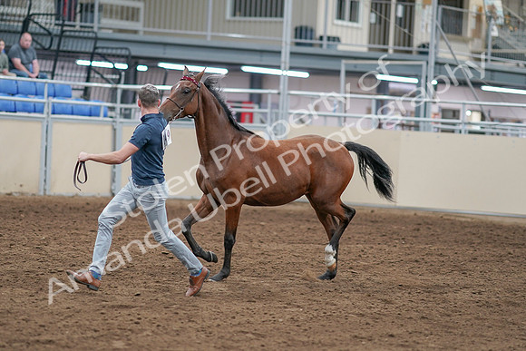 2020 - AB Morgan Horse - Sat, Sept 05 - 00530