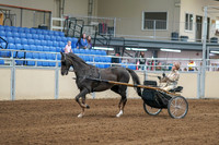 2020 - AB Morgan Horse - Sat, Sept 05 - 05836