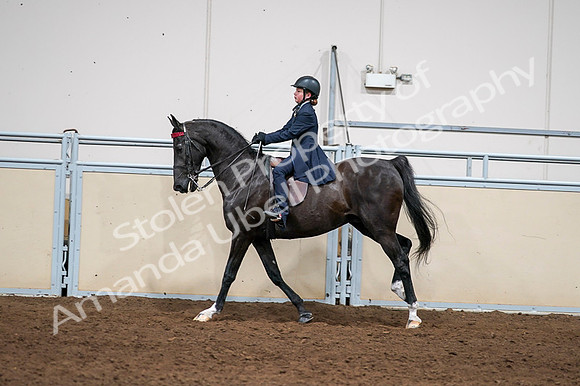 2020 - AB Morgan Horse - Fri, Sept 04 - 03066