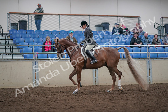 2019 Morgan Horse Show - Aug 31, 2019 - 15939