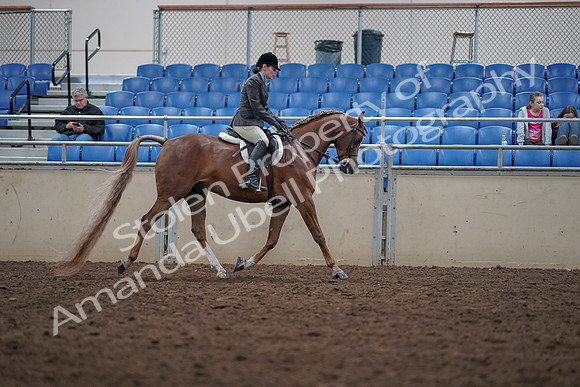 2019 Morgan Horse Show - Aug 31, 2019 - 16169