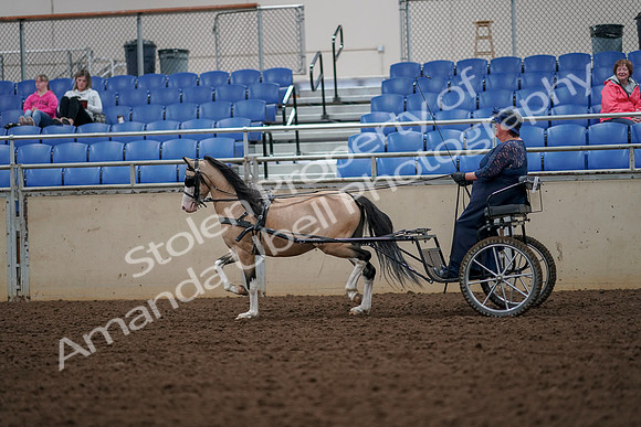 2019 Morgan Horse Show - Aug 30, 2019 - 13305