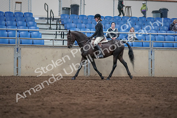 2019 Morgan Horse Show - Sept 01, 2019 - 09018