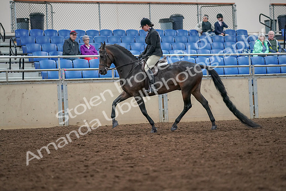 2019 Morgan Horse Show - Aug 30, 2019 - 19868