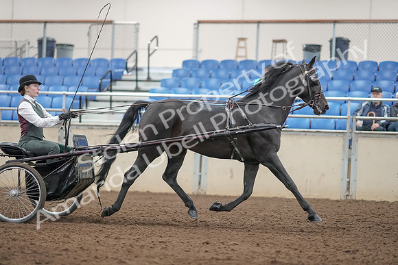 2019 Morgan Horse Show - Aug 31, 2019 - 04762