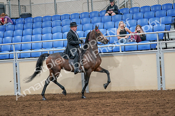 2020 - AB Morgan Horse - Sat, Sept 05 - 08153