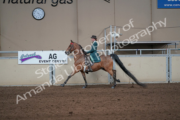 2019 Morgan Horse Show - Sept 01, 2019 - 13252