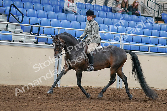2020 - AB Morgan Horse - Sat, Sept 05 - 14323