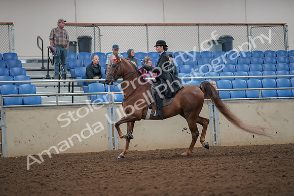 2019 Morgan Horse Show - Aug 30, 2019 - 24973