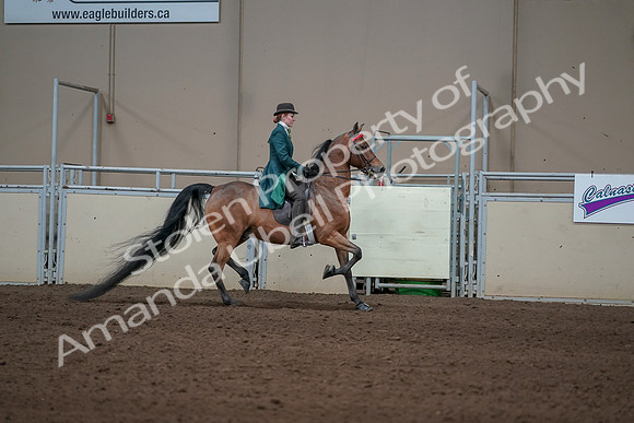 2019 Morgan Horse Show - Sept 01, 2019 - 13319