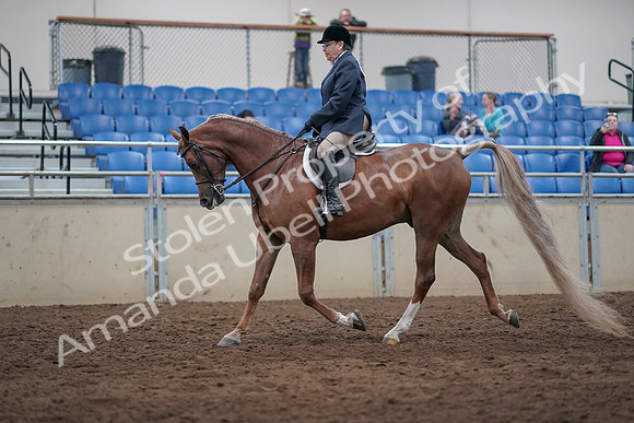 2019 Morgan Horse Show - Sept 01, 2019 - 08602