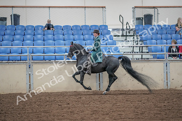 2019 Morgan Horse Show - Aug 30, 2019 - 15592