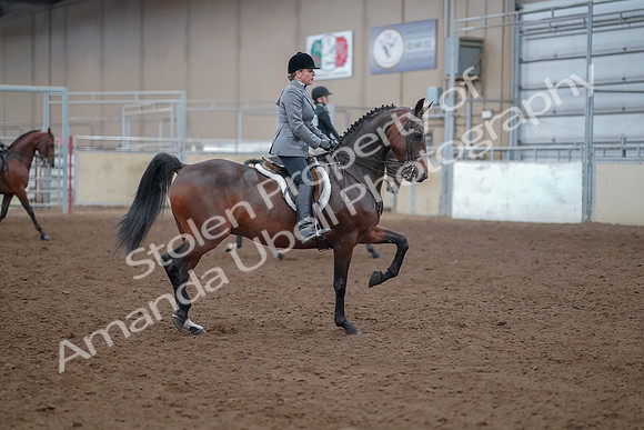 2019 Morgan Horse Show - Aug 30, 2019 - 20668