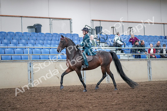 2019 Morgan Horse Show - Aug 30, 2019 - 17833