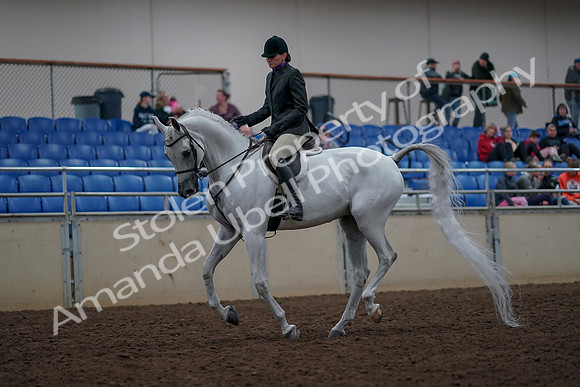 2019 Morgan Horse Show - Aug 31, 2019 - 16013