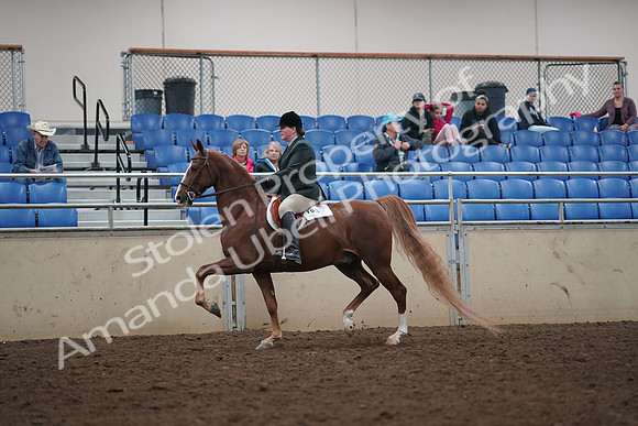 2019 Morgan Horse Show - Aug 31, 2019 - 13786