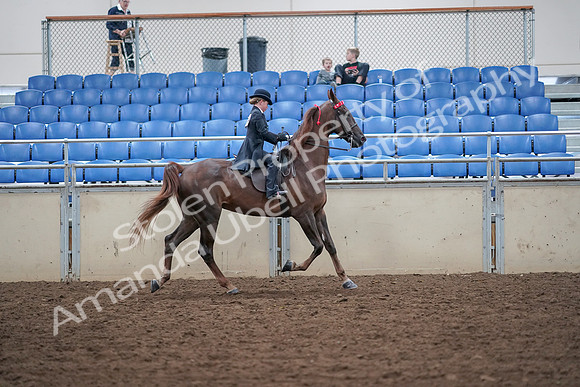 2019 Morgan Horse Show - Aug 30, 2019 - 18146