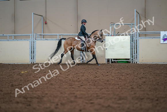 2019 Morgan Horse Show - Aug 30, 2019 - 20788