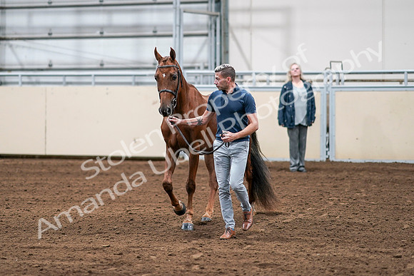 2020 - AB Morgan Horse - Sat, Sept 05 - 00197