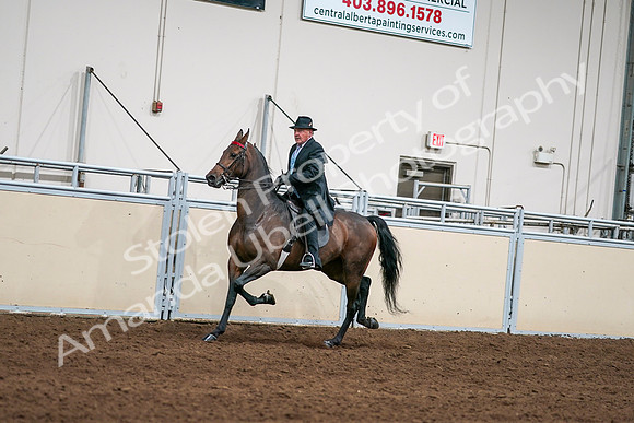 2020 - AB Morgan Horse - Sat, Sept 05 - 08114