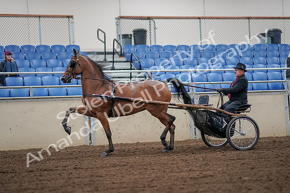 2019 Morgan Horse Show - Aug 30, 2019 - 13321