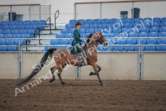 2019 Morgan Horse Show - Sept 01, 2019 - 13303