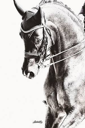 Sample - CA-ADA Dressage Show - June 02 - 00605