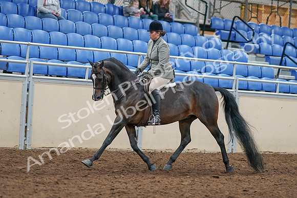 2020 - AB Morgan Horse - Sat, Sept 05 - 14317